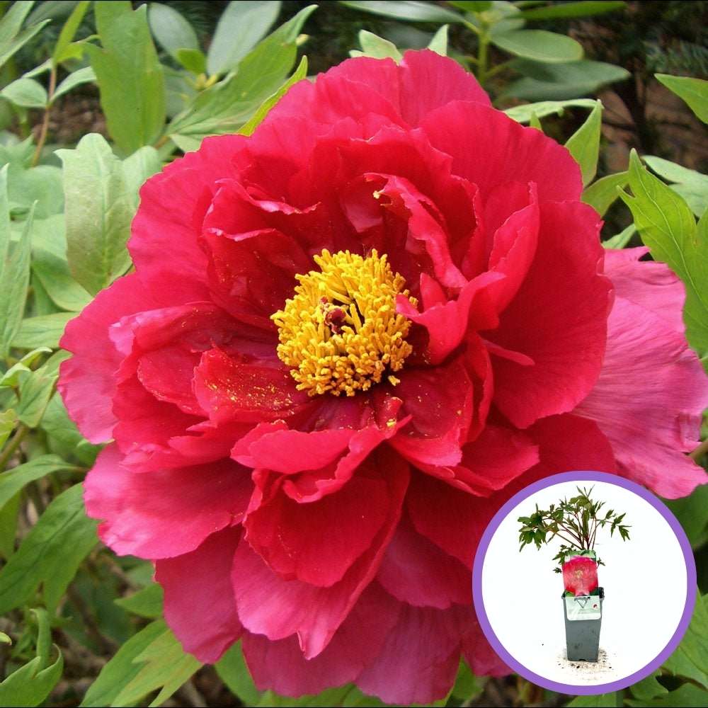 Fás bazsarózsa (Paeonia suffruticosa), piros virágokkal – díszkerti növény, látványos virágzással és finom illattal