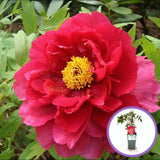 Fás bazsarózsa (Paeonia suffruticosa), piros virágokkal – díszkerti növény, látványos virágzással és finom illattal