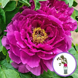 Fuchsia fa bazsarózsa (Paeonia suffruticosa), dísznövény látványos virágzással és finom illattal