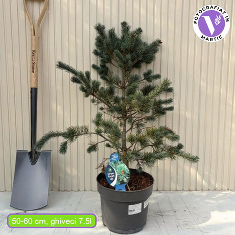 Japán fehérfenyő Negishi (Pinus parviflora) – törpe tűlevelű, kékes tűlevelek, ellenálló bonsaifenyő