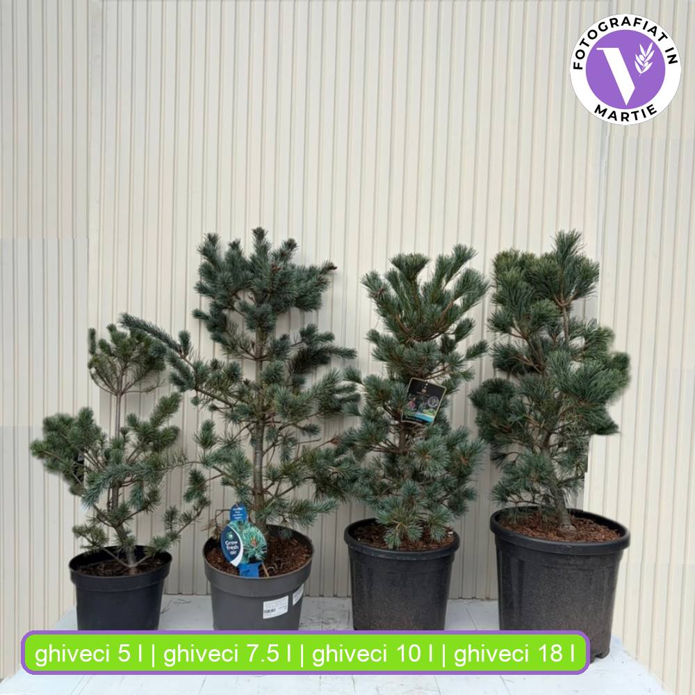 Japán fehérfenyő Negishi (Pinus parviflora) – törpe tűlevelű, kékes tűlevelek, ellenálló bonsaifenyő