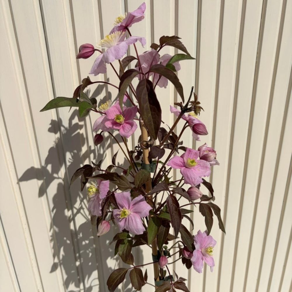 Klemátisz Fragrant Spring, kúszónövény látványos, nagy halványrózsaszín virágokkal és sárgás középpel, bőséges tavaszi virágzással