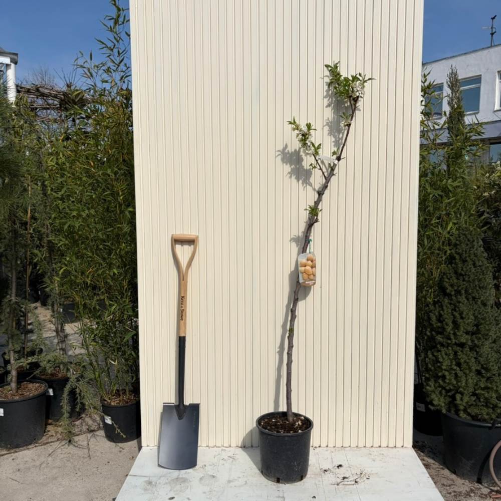 Mandulafa (Prunus dulcis) Genco, ropogós édes mandulával, 2. évtől termő