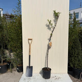 Mandulafa (Prunus dulcis) Genco, ropogós édes mandulával, 2. évtől termő