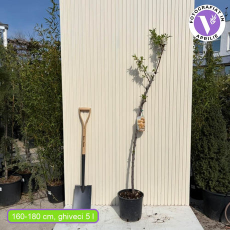 Mandulafa (Prunus dulcis) Genco, ropogós édes mandulával, 2. évtől termő
