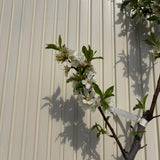 Mandulafa (Prunus dulcis) Genco, ropogós édes mandulával, 2. évtől termő