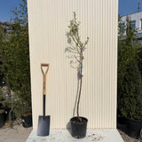 Mandulafa (Prunus dulcis) Santa Caterina, ropogós édes mandulával, 2. évtől termő