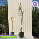 Mandulafa (Prunus dulcis) Santa Caterina, ropogós édes mandulával, 2. évtől termő