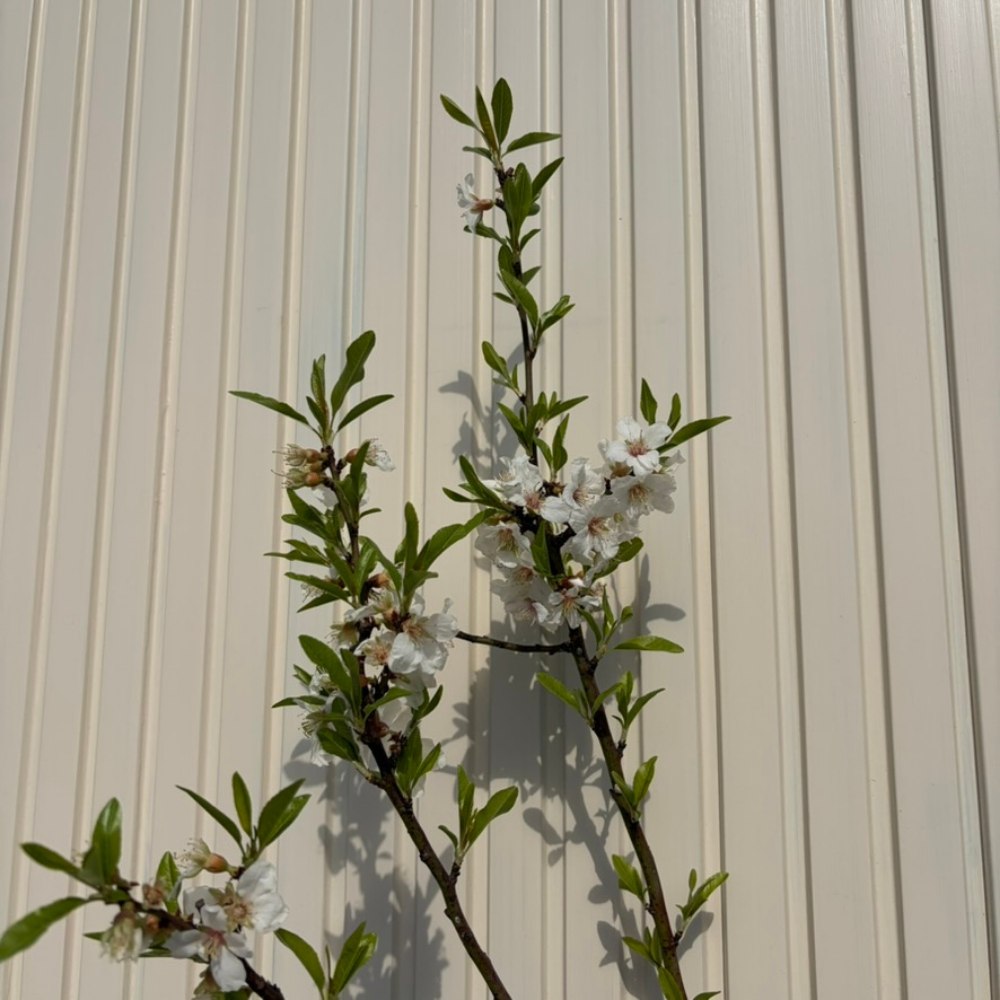 Mandulafa (Prunus dulcis) Santa Caterina, ropogós édes mandulával, 2. évtől termő
