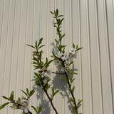 Mandulafa (Prunus dulcis) Santa Caterina, ropogós édes mandulával, 2. évtől termő