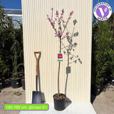 Őszibarack (Prunus persica) Flavorcrest, rózsaszín-piros gyümölcsökkel, 2 éves, termő