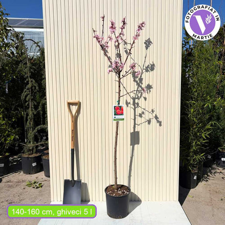 Őszibarack (Prunus persica) Flavorcrest, rózsaszín-piros gyümölcsökkel, 2 éves, termő