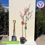 Nektarin (Prunus persica) Venus, piros-sárga gyümölcsökkel, 2 éves, termő