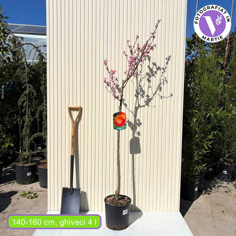Nektarin (Prunus persica) Venus, piros-sárga gyümölcsökkel, 2 éves, termő