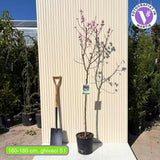 Őszibarack (Prunus persica) Royal Glory, bordó-piros gyümölcsökkel, 2 éves, termő