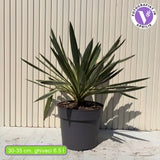 Yucca gloriosa ‘Variegata’ – kétszínű lombú, örökzöld, mediterrán dísznövény napos helyre