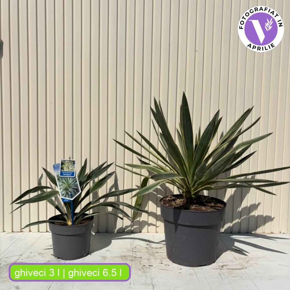 Yucca gloriosa ‘Variegata’ – kétszínű lombú, örökzöld, mediterrán dísznövény napos helyre