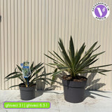 Yucca gloriosa ‘Variegata’ – kétszínű lombú, örökzöld, mediterrán dísznövény napos helyre