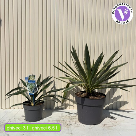 Yucca gloriosa ‘Variegata’ – kétszínű lombú, örökzöld, mediterrán dísznövény napos helyre