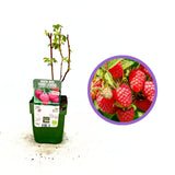 Málna (Rubus idaeus) Little Sweet Sister, kompakt és bőtermő, édes piros termésekkel, 1. évtől termő