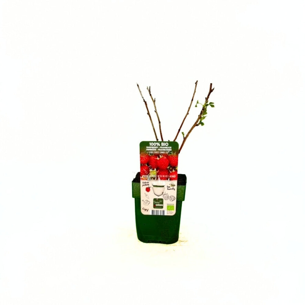 BIO málna (Rubus idaeus) Summer Chef, intenzív aromával és nagy gyümölcsökkel, desszertekhez is ideális