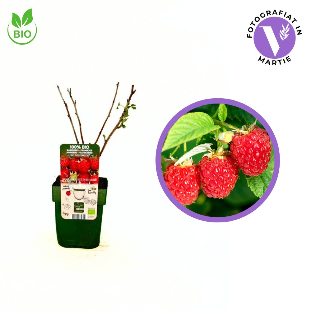 BIO málna (Rubus idaeus) Summer Chef, intenzív aromával és nagy gyümölcsökkel, desszertekhez is ideális
