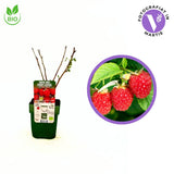 BIO málna (Rubus idaeus) Summer Chef, intenzív aromával és nagy gyümölcsökkel, desszertekhez is ideális