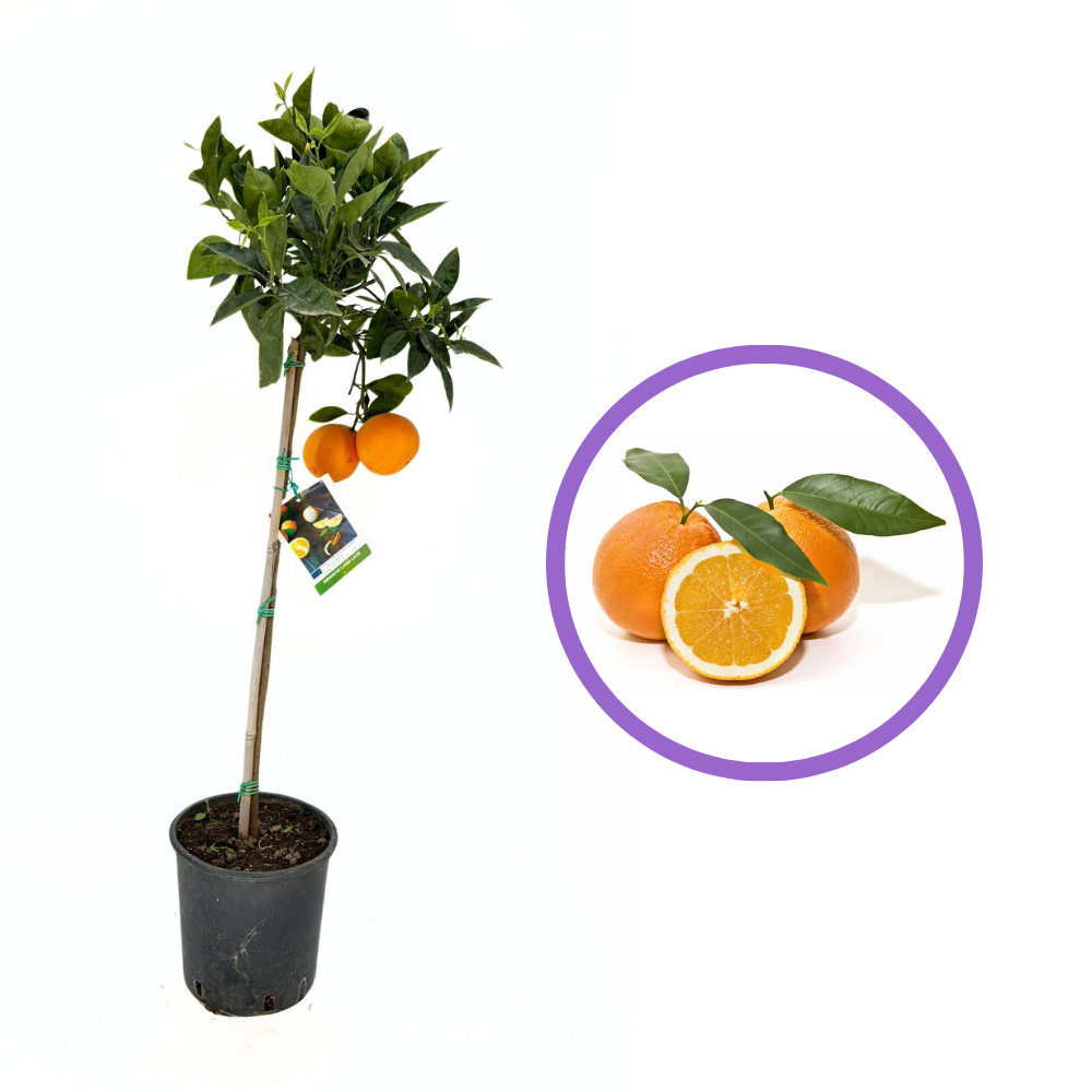 Narancsfa 'Lane Late' (Citrus sinensis) – nagy, édes gyümölcsű, 2 éves, termő