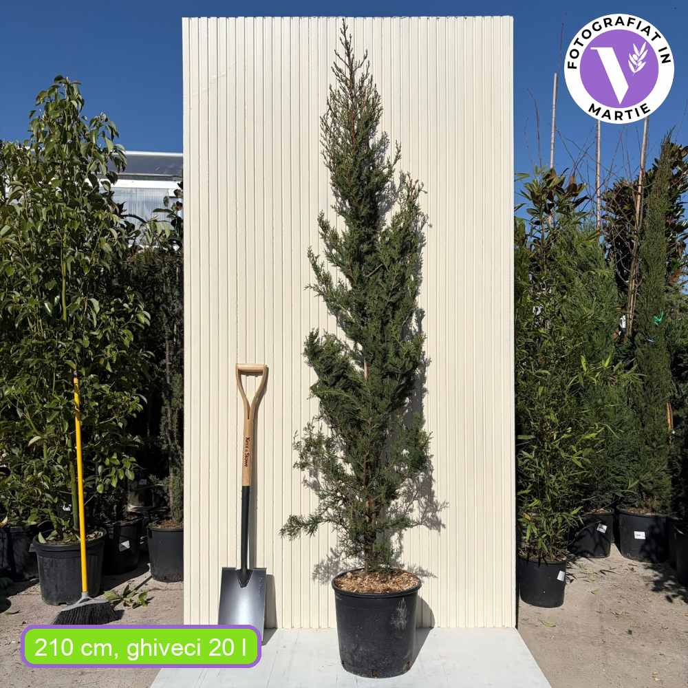 Olasz ciprus Pyramidalis (Cupressus sempervirens), oszlopos novekedesu, ellenallo, intenziv zold, gyors novekedesu