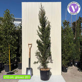 Olasz ciprus Pyramidalis (Cupressus sempervirens), oszlopos novekedesu, ellenallo, intenziv zold, gyors novekedesu