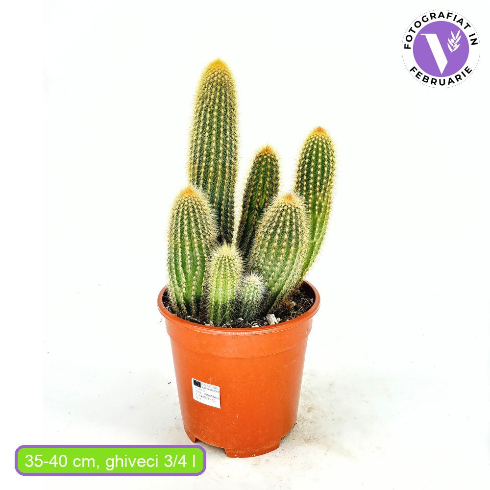 Arany oszlopkaktusz (Parodia leninghausii) – ritka díszfajta sárga virágokkal, 30–40 cm