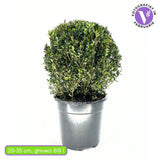 Gömb formájú puszpáng (Buxus sempervirens), örökzöld, elegáns megjelenésű, kertbe ideális
