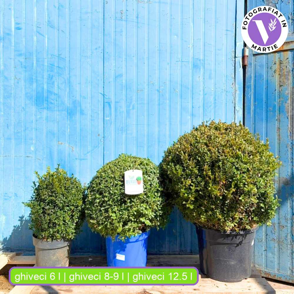 Gömb formájú puszpáng (Buxus sempervirens), örökzöld, elegáns megjelenésű, kertbe ideális