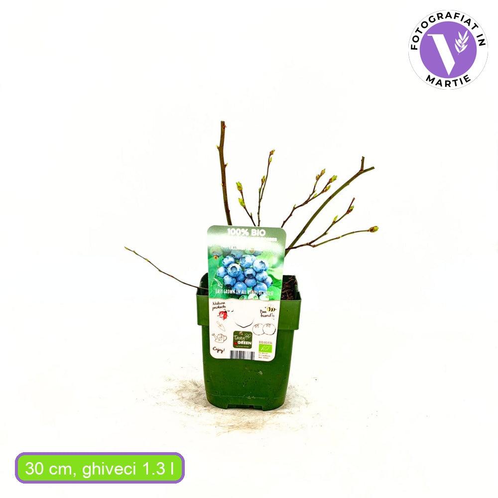 Korai áfonya (Vaccinium corymbosum) Reka, bőtermő bokor nagy, kék, édes-savanykás gyümölcsökkel, 1. évtől termő