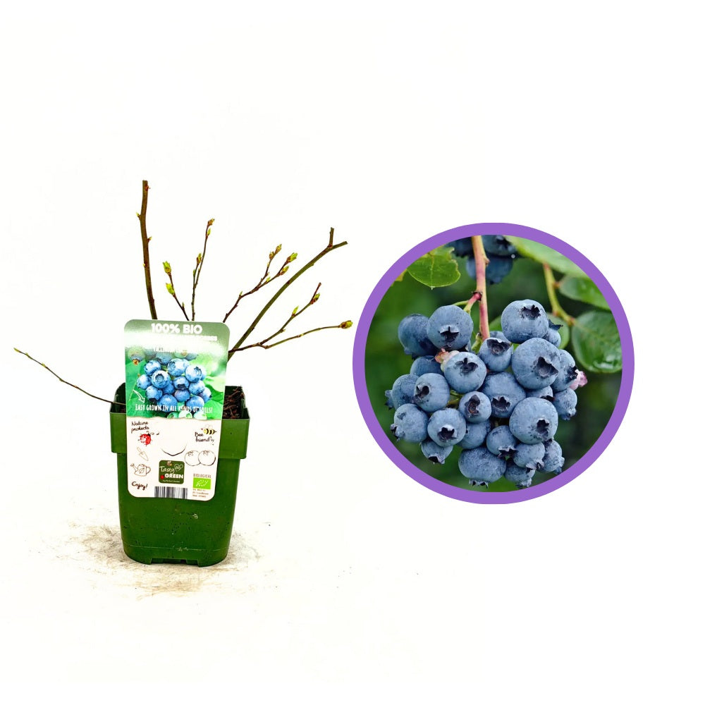 Korai áfonya (Vaccinium corymbosum) Reka, bőtermő bokor nagy, kék, édes-savanykás gyümölcsökkel, 1. évtől termő