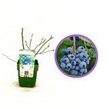 Korai áfonya (Vaccinium corymbosum) Reka, bőtermő bokor nagy, kék, édes-savanykás gyümölcsökkel, 1. évtől termő