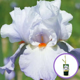 Irisz ‘Rippling Clouds’ (Iris germanica), illatos fehér-kék virágokkal, cserépben nevelt nőszirom
