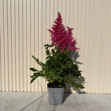 Astilbe Heavy Metal – évelő növény, intenzív rózsaszín virágzatú, elegáns, dús megjelenésű, félárnyékos vagy árnyékos helyre ideális