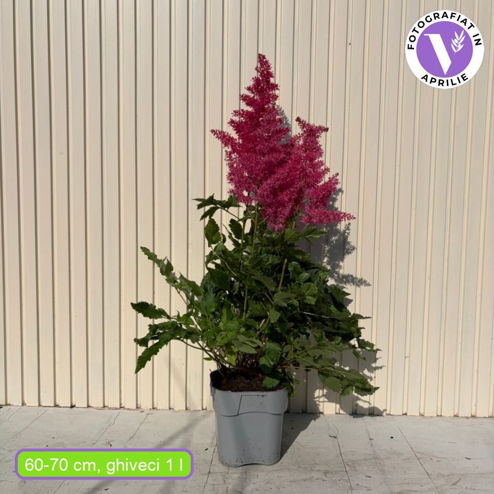 Astilbe Heavy Metal – évelő növény, intenzív rózsaszín virágzatú, elegáns, dús megjelenésű, félárnyékos vagy árnyékos helyre ideális