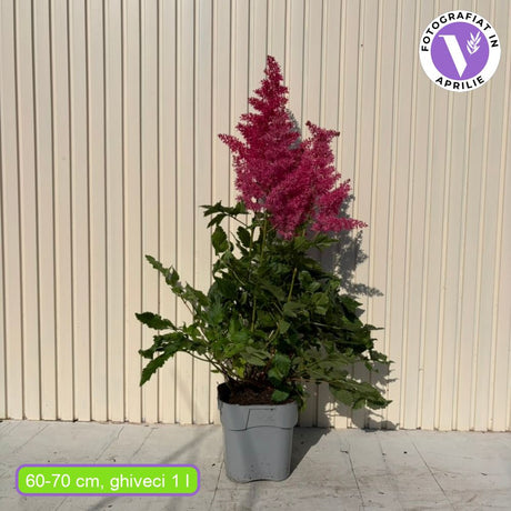 Astilbe Heavy Metal – évelő növény, intenzív rózsaszín virágzatú, elegáns, dús megjelenésű, félárnyékos vagy árnyékos helyre ideális