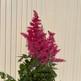 Astilbe Heavy Metal – évelő növény, intenzív rózsaszín virágzatú, elegáns, dús megjelenésű, félárnyékos vagy árnyékos helyre ideális