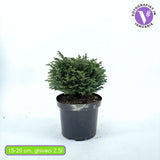 Chiparos Globular Blue Moon (Chamaecyparis pisifera) conifer albastru sferic, vesnic verde, pitic