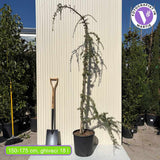 Kék atlaszcédrus Glauca Atlantica Pendula – csüngő tűlevelű, ezüstkék lombbal, örökzöld, elegáns formával