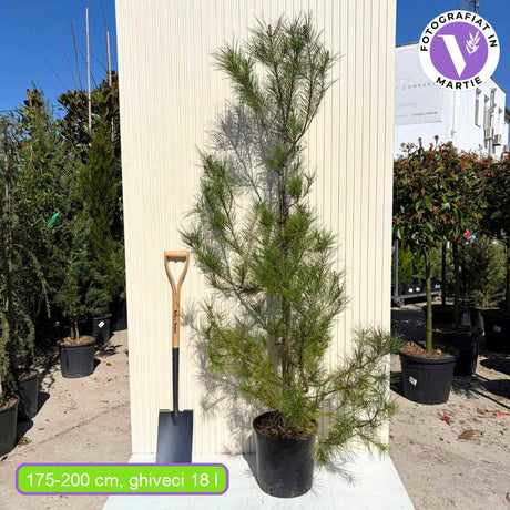 Aleppói fenyő (Pinus halepensis), örökzöld mediterrán fenyő, gyors növekedésű, szárazságtűrő