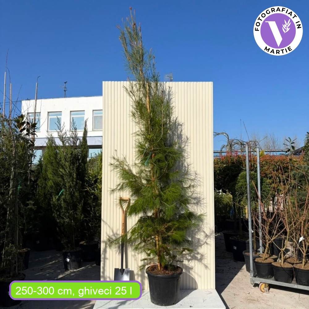 Aleppói fenyő (Pinus halepensis), örökzöld mediterrán fenyő, gyors növekedésű, szárazságtűrő