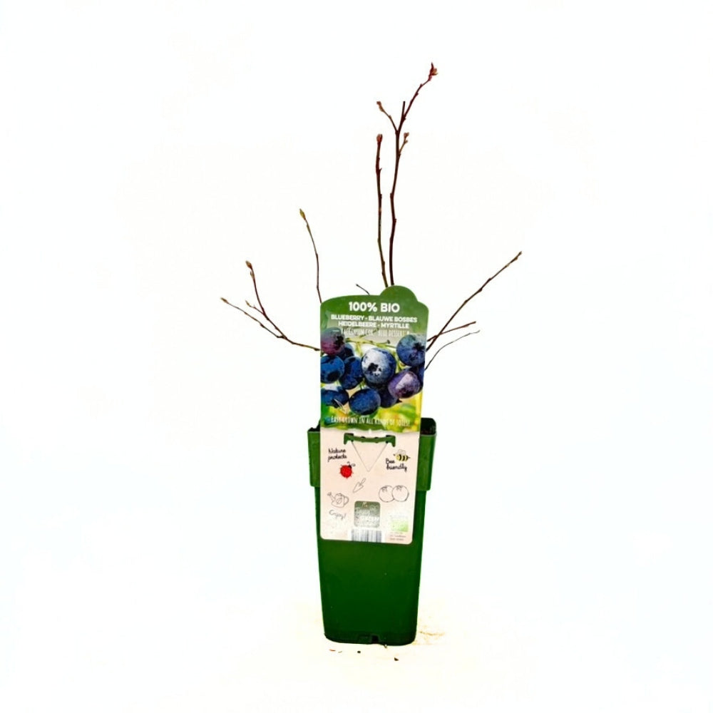 BIO amerikai áfonya (Vaccinium corymbosum) Blue Dessert, nagy, édes termésekkel, bőtermő és ellenálló, 1. évtől termő