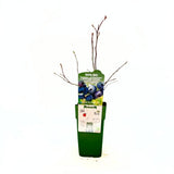 BIO amerikai áfonya (Vaccinium corymbosum) Blue Dessert, nagy, édes termésekkel, bőtermő és ellenálló, 1. évtől termő