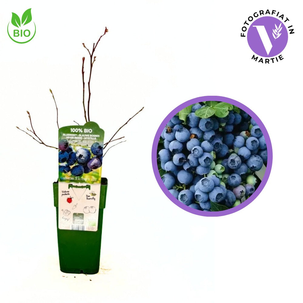 BIO amerikai áfonya (Vaccinium corymbosum) Blue Dessert, nagy, édes termésekkel, bőtermő és ellenálló, 1. évtől termő
