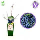 BIO amerikai áfonya (Vaccinium corymbosum) Blue Dessert, nagy, édes termésekkel, bőtermő és ellenálló, 1. évtől termő