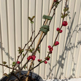 Japánbirs (Chaenomeles speciosa) Pink Storm, díszcserje telt, élénk rózsaszín virágokkal, tüskétlen, szárazságtűrő